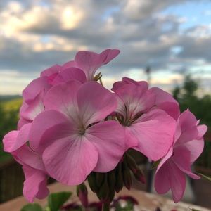 Meet your Posher, Caroline